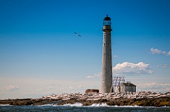 Seagull Flies Past Boon Island Lighthouse in Maine